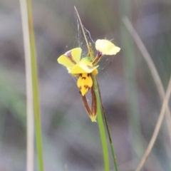 Diuris sulphurea (Tiger Orchid) at Mount Majura - 3 Nov 2015 by petersan
