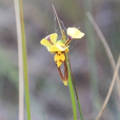 Diuris sulphurea (Tiger Orchid) at Canberra Central, ACT - 3 Nov 2015 by petersan