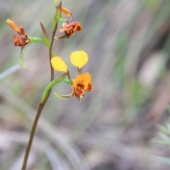Diuris sp. (A Donkey Orchid) at Mount Majura - 3 Nov 2015 by petersan