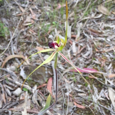 Caladenia atrovespa (Green-comb Spider Orchid) at Bungendore, NSW - 30 Oct 2016 by yellowboxwoodland