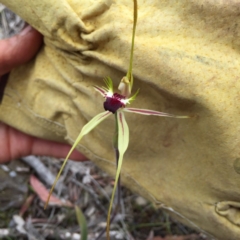 Caladenia atrovespa at Bungendore, NSW - 30 Oct 2016