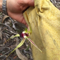 Caladenia atrovespa at Bungendore, NSW - suppressed