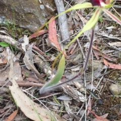 Caladenia atrovespa at Bungendore, NSW - suppressed