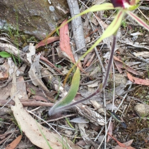 Caladenia atrovespa at Bungendore, NSW - 30 Oct 2016