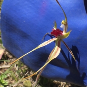 Caladenia atrovespa at Bungendore, NSW - 30 Oct 2016