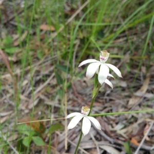 Caladenia moschata at Aranda, ACT - 30 Oct 2016