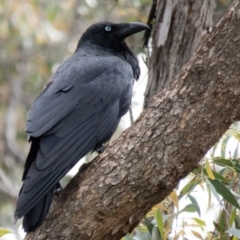 Corvus coronoides (Australian Raven) at Gungahlin, ACT - 30 Oct 2016 by CedricBear