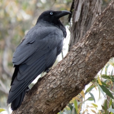 Corvus coronoides (Australian Raven) at Mulligans Flat - 29 Oct 2016 by CedricBear