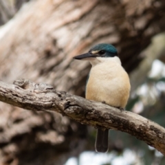 Todiramphus sanctus (Sacred Kingfisher) at Mulligans Flat - 29 Oct 2016 by CedricBear