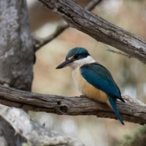 Todiramphus sanctus at Bonner, ACT - 30 Oct 2016