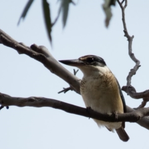 Todiramphus sanctus at Bonner, ACT - 30 Oct 2016