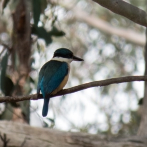 Todiramphus sanctus at Bonner, ACT - 30 Oct 2016