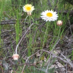 Leucochrysum albicans subsp. tricolor (Hoary Sunray) at Watson, ACT - 30 Oct 2016 by lexihoward