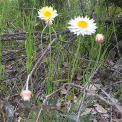 Leucochrysum albicans subsp. tricolor (Hoary Sunray) at Mount Majura - 30 Oct 2016 by lexihoward