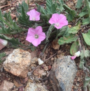 Convolvulus angustissimus subsp. angustissimus at Majura, ACT - 30 Oct 2016