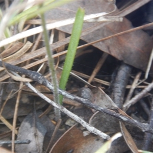 Caladenia moschata at Point 99 - 30 Oct 2016