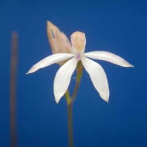 Caladenia moschata at Point 99 - 30 Oct 2016