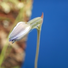 Thelymitra (Genus) (Sun Orchid) at Point 99 - 30 Oct 2016 by MichaelMulvaney