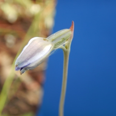 Thelymitra (Genus) (Sun Orchid) at Point 99 - 30 Oct 2016 by MichaelMulvaney