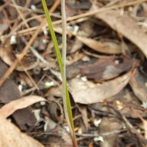 Thelymitra sp. at Point 99 - 30 Oct 2016