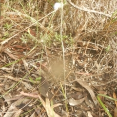 Thelymitra sp. at Point 99 - 30 Oct 2016