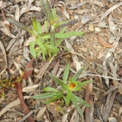 Coronidium oxylepis subsp. lanatum (Woolly Pointed Everlasting) at Point 99 - 30 Oct 2016 by MichaelMulvaney