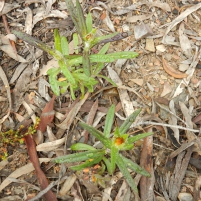 Coronidium oxylepis subsp. lanatum (Woolly Pointed Everlasting) at Bruce, ACT - 29 Oct 2016 by MichaelMulvaney