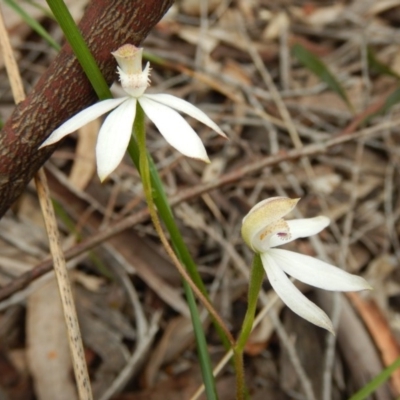 Caladenia moschata (Musky Caps) at Point 103 - 29 Oct 2016 by MichaelMulvaney