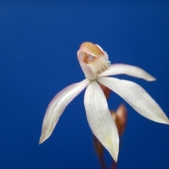 Caladenia moschata (Musky Caps) at Point 103 - 30 Oct 2016 by MichaelMulvaney