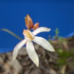 Caladenia moschata at Point 103 - suppressed