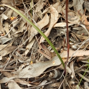 Caladenia moschata at Point 103 - suppressed