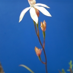 Caladenia moschata at Point 103 - suppressed