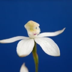 Caladenia moschata (Musky Caps) at Point 103 - 30 Oct 2016 by MichaelMulvaney