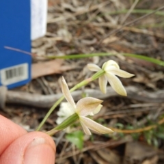Caladenia moschata at Undefined Area - suppressed