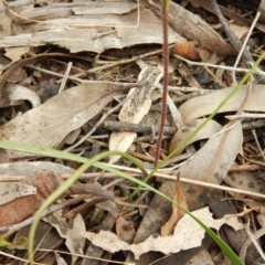Caladenia moschata at Undefined Area - suppressed