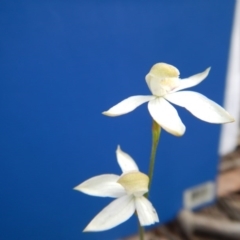 Caladenia moschata at Undefined Area - suppressed