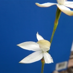 Caladenia moschata at Undefined Area - suppressed