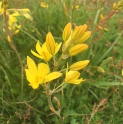 Bulbine bulbosa (Golden Lily, Bulbine Lily) at Bungendore, NSW - 30 Oct 2016 by yellowboxwoodland