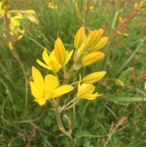 Bulbine bulbosa at Bungendore, NSW - 30 Oct 2016