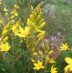 Bulbine bulbosa at Bungendore, NSW - 30 Oct 2016