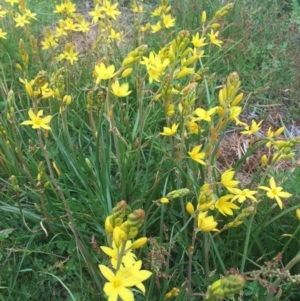 Bulbine bulbosa at Bungendore, NSW - 30 Oct 2016 01:46 PM