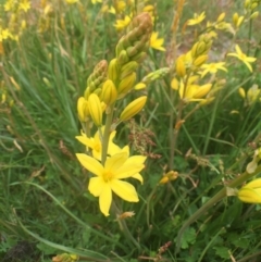 Bulbine bulbosa at Bungendore, NSW - 30 Oct 2016