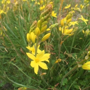 Bulbine bulbosa at Bungendore, NSW - 30 Oct 2016