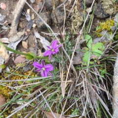 Thysanotus patersonii (Twining Fringe Lily) at QPRC LGA - 30 Oct 2016 by yellowboxwoodland