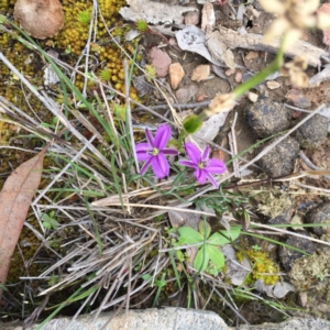 Thysanotus patersonii at Bungendore, NSW - 30 Oct 2016 01:47 PM