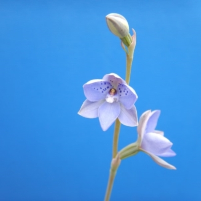 Thelymitra juncifolia (Dotted Sun Orchid) at Point 112 - 30 Oct 2016 by MichaelMulvaney
