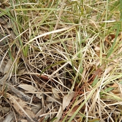 Thelymitra juncifolia at Point 112 - suppressed