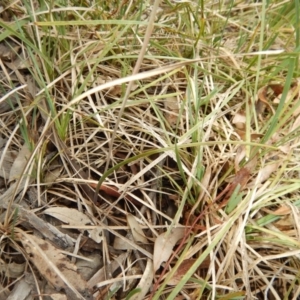 Thelymitra juncifolia at Point 112 - suppressed