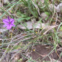 Thysanotus patersonii (Twining Fringe Lily) at QPRC LGA - 30 Oct 2016 by yellowboxwoodland