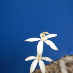 Caladenia moschata at Point 112 - 30 Oct 2016